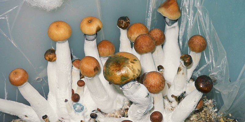 How To Identify A Contaminated Magic Mushroom Culture Zamnesia